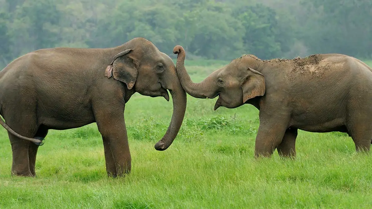 Asian Elephant
