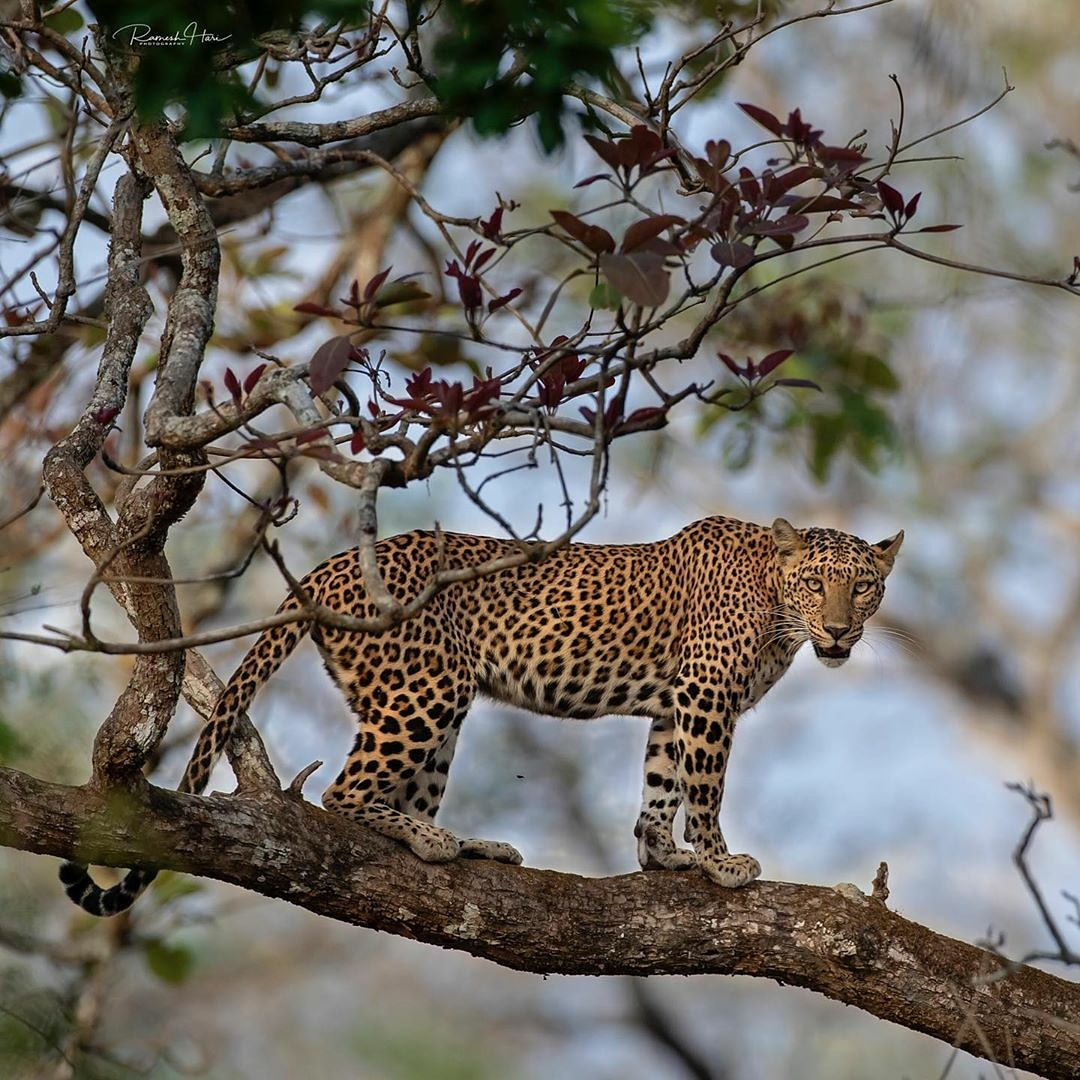 Indian Leopard