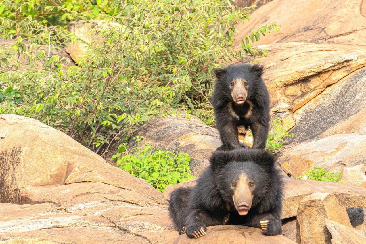 Sloth Bear