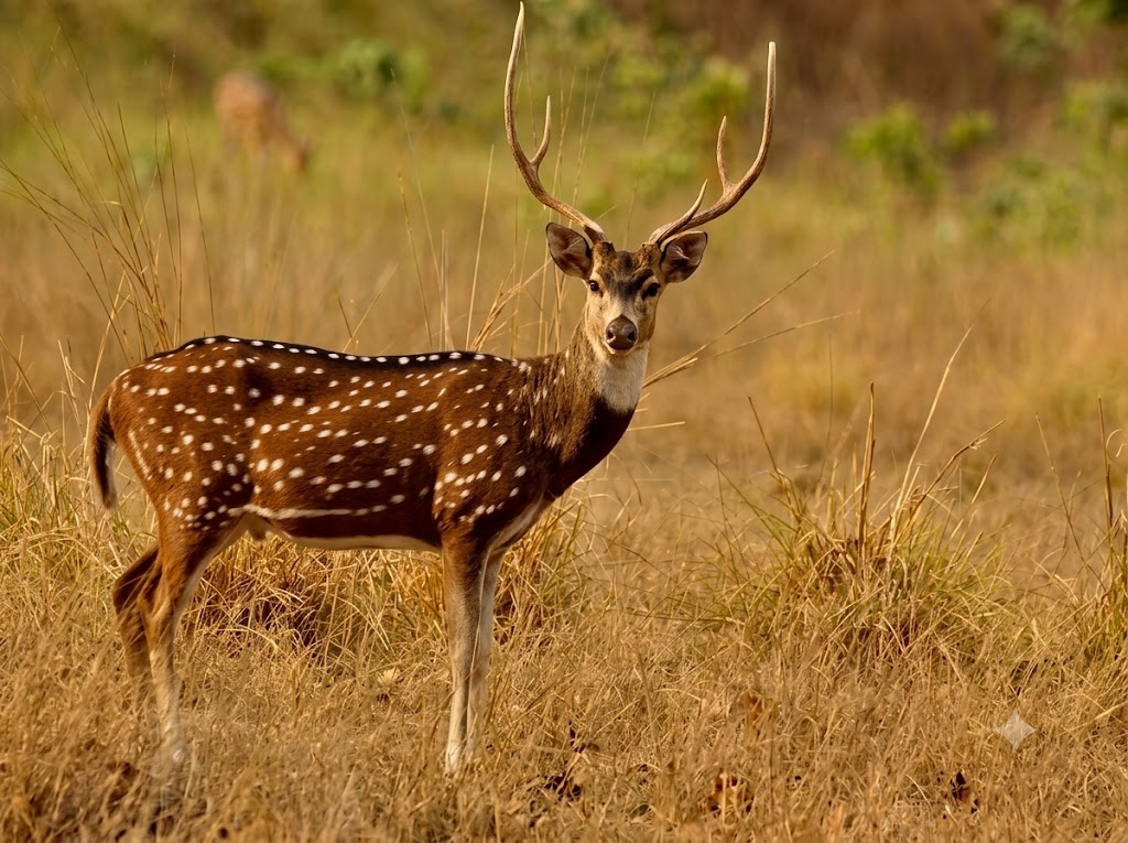 Chital Deer