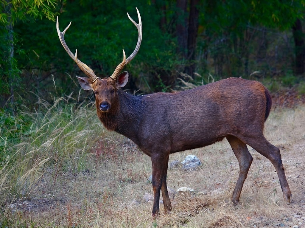 Sambar Deer