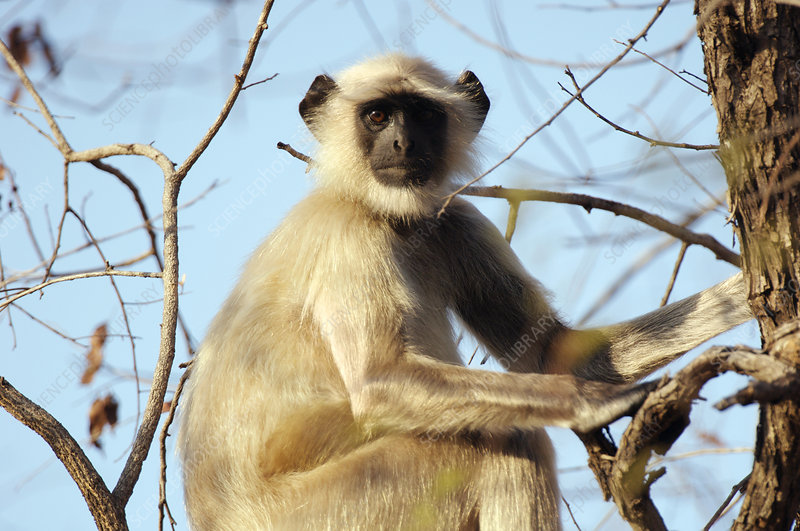 Common Langur