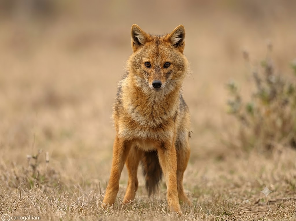 Golden Jackal