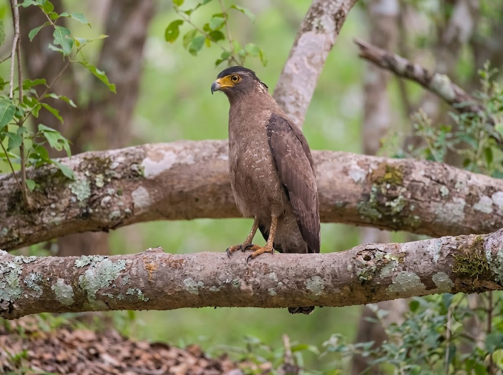 Crested Serpent Eagle