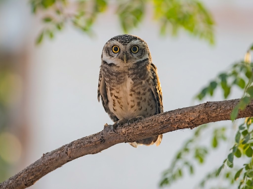 Spotted Owlet